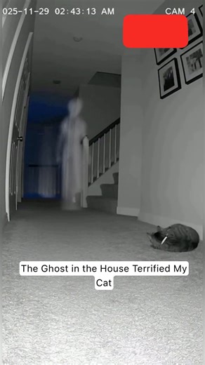 The Ghost in the House Terrified My Cat