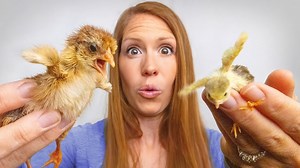Hatching the Smallest Quail with the Tallest Chicks: what will happen? 🥰 #farmlife #farming #animallovers #nature | White House on the Hill
