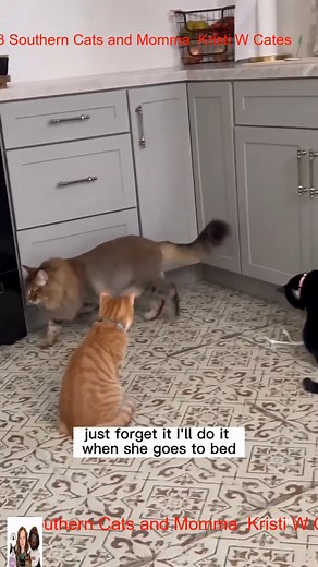 SMH #3southern #cats #tiktok #loves #videos | 3 Southern Cats