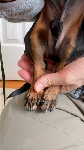 Crusoe lost a toe..☹️