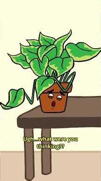 First Plant🌱