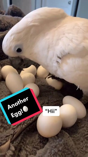 Funny Moments with Cockatoo Bird - Cute and Entertaining Videos