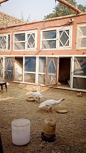 962K views · 24K reactions | Heera Aseel farm nowshera kpk #followersreelsfypシ゚viralシfypシ゚viralシalシ #poultryfarming #aseellovers #animals #birds #chicken #murgha #Murghi | Heera Aseel farm village | Facebook