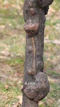 Unveiling the Mystery of the Beauty Plum Tree's Knots