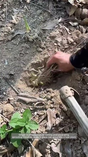 Dividing and Replanting Ginger Rhizomes