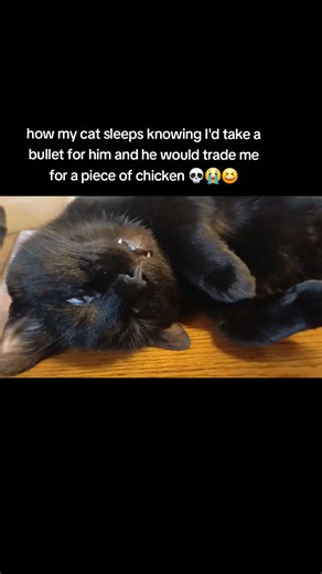 Adorable Black Cats Sleeping Comfortably