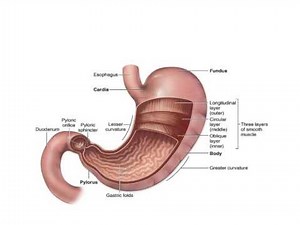 WCLN - Carbohydrate Digestion - Biology