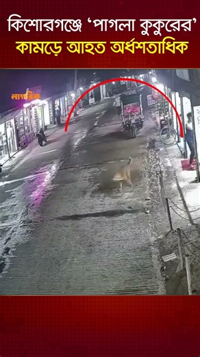 কিশোরগঞ্জে 'পাগলা কুকুরের' কামড়ে আহত অর্ধশতাধিক | Nagorik TV