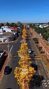 Passeando pela Av. João Ometo e admirando estes lindos Ipês Amarelos em Santa Bárbara d'Oeste SP. 😉🚀 ¬¬¬¬¬¬¬¬¬¬¬¬¬¬¬¬¬¬¬¬¬¬¬¬¬¬¬¬¬¬¬¬¬¬¬¬¬ © Willian Gregio. Vídeo protegido pela lei de Direitos Autorais (Lei 9.610/98) 🚫 Proibido colocar textos e logotipo nos vídeos. ⚠️ Ao repostar colocar os devidos créditos. 📸 @williangregio #️⃣ #williangregio ¬¬¬¬¬¬¬¬¬¬¬¬¬¬¬¬¬¬¬¬¬¬¬¬¬¬¬¬¬¬¬¬¬¬¬¬¬ #ipes #nature #olhaissoeptv #santabarbaradoeste #santabarbaradooestesp | Willian Gregio