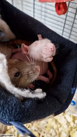 1K views · 557 reactions | Do you think Mr. Snif is a happy potato?  . . #rat #happy #happiness #cute #cutepets #cuteanimals | Pingu The Rat | Facebook