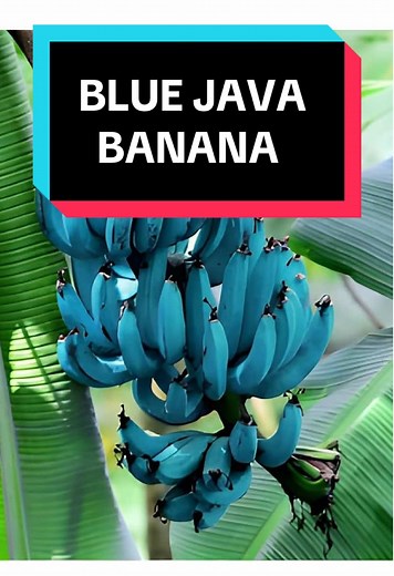A deep dive into the blue Java banana #fruit #usa #viraltiktok #fyp #foryoupage #healthyliving #bluejavabanana