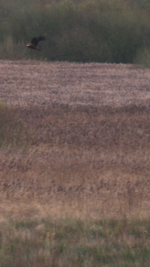 Marsh harrier portmore RSPB | Arnie Livingston Photography