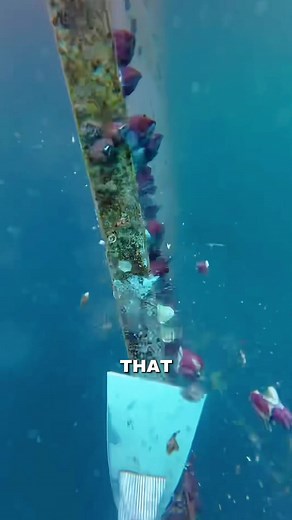 Ship Stern Cleaning: How Barnacles Form and How We Clean Them