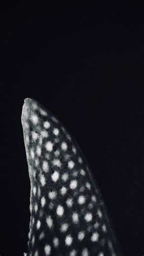 Cindy Yang | Waterwoman & Coach | A lot of comments from my recent humpback whale encounter say how the ocean scares them and let’s be clear, that was a very rare encounter... | Instagram