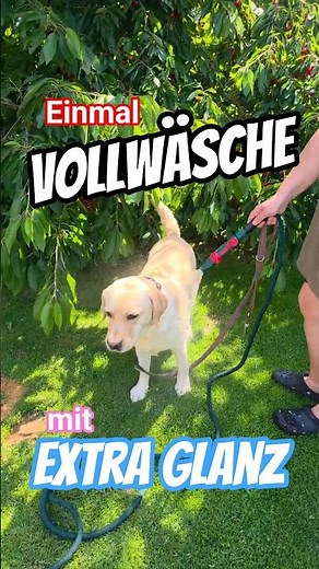 🧺🦝 Einmal Vollwäsche mit Glanz bitte. 🤗🤩 Labrador Toni in der Waschanlage. #labrador #labradordog