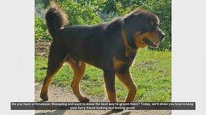 Ultimate Guide to Grooming Your Himalayan Sheepdog