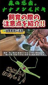 【飼育方法②】ナナフシ飼育の注意点！繊細さんの育て方#shorts#ショート#ナナフシ#昆虫#昆虫飼育#夏休み#生き物#生物#飼育方法#飼育
