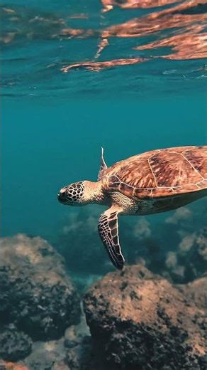TORTUGA MARINA NADANDO: LA BELLEZA DEL REINO ANIMAL EN SU HÁBITAT 🐢💙