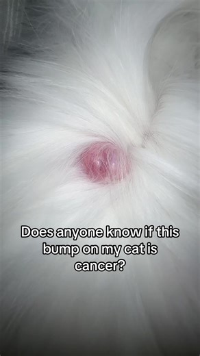 Understanding Cat Bumps: Health Concerns to Watch