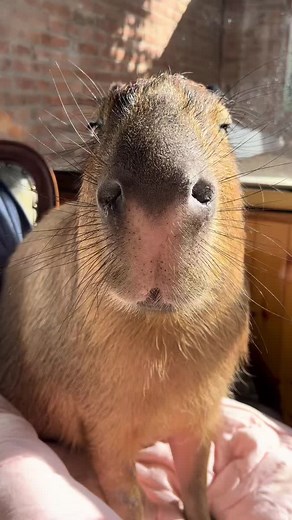 Capybara Memes: Fun and Love for Capybara Fans