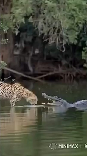 😱Epic Battle Cheetah vs Alligator#Wildlife #NatureBattle #EpicEncounters#SurvivalInstincts