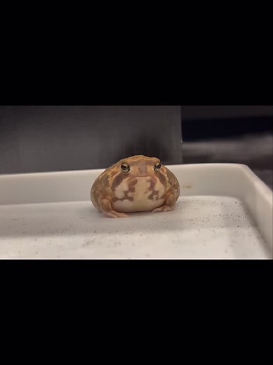 #frogs #sandfrog #sandfrogs #froggy #frog #frogtok #frogtiktok #frogsoftiktok #frogarmy #froggie #frogspawn #frogsquishmallow #greentreefrog #treefrog #greenfrog #green #hornedfrog #bullfrog #africanbullfrog #banjofrog #toad #toads #toadsoftiktok #mushroom #crystals #glasstreefrog #glassfrog #milktreefrog #milkfrog #exoticpets #pets #exotic #slay #gay #gf #lgbt #love #cute #adorable #beautiful #lovely #happy #mentalhealth #meantalhealthmatters #itsokaytonotbeokay #itsok #iloveu #kiss #frogss #fy