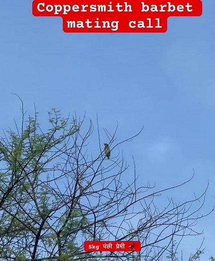 Because birds call resemble the coppersmith hammer tuk tuk sound #environment #nature #wildlife