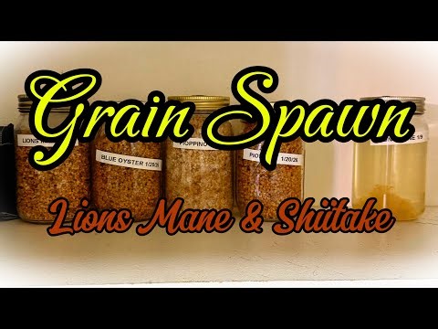 3 different mushrooms! Grain spawn inoculation.