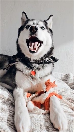 ADORABLE Husky Barking for Attention! 🐕🔊🤩#shorts #youtubeshorts #puppy #husky #trending