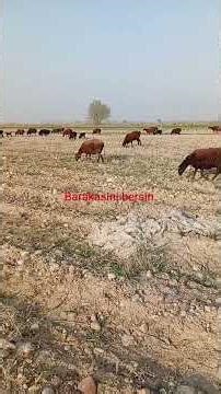 Barakasini bersinmi.