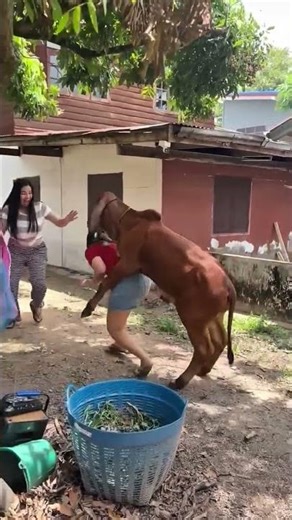 Funny Girl vs Ox Moment 😂 | Unexpected Comedy #Shorts