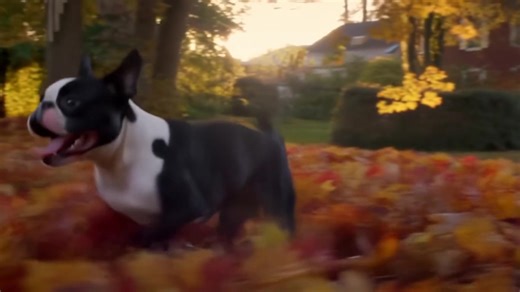 Happy Monday. Start your week with a wiggle and a leaf dive—Boston Terrier style! | Boston Terrier Rescue of NC