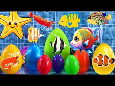 Colorful sea fish surprise, shrimp, clownfish, starfish, sea animals, angel fish, butterfly fish