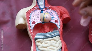 Toy model of the anatomical structure of the human body. The hands of a teenager disassemble artificial human internal organs, muscles, thorax, ruber, intestines, lungs, kidneys, heart Stock Video