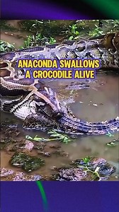Anaconda Swallows a Crocodile Alive‼️