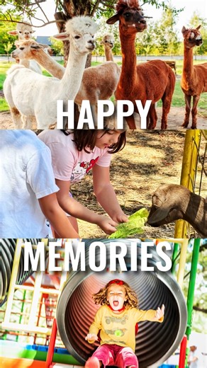 Welcome to Green Meadows Petting Farm! 🐐✨ Looking for the perfect first farm visit for your little ones? Our gentle animals are ready to turn curious moments into big smiles and lifelong memories. From tiny hands meeting fluffy bunnies to that first brave pony ride, every corner of the ranch is an adventure waiting to happen! 🐮🐷🐰 Come explore, discover, and connect with nature right here in Kissimmee. We can't wait to see you at the farm! 🚜☀️ Plan Your 2026 Visit: 📍 Location: 1881 Jack Cal