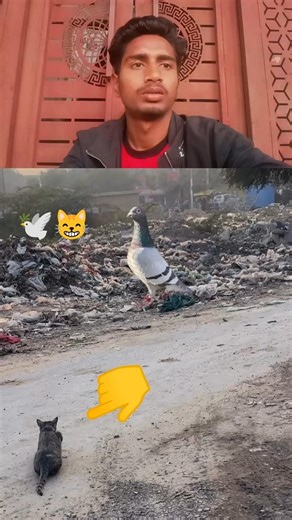 kabootar ki video🕊️😺🥵#pigeon #birds #animals #pets #attitude#pigens #bird #kabootar#pyra