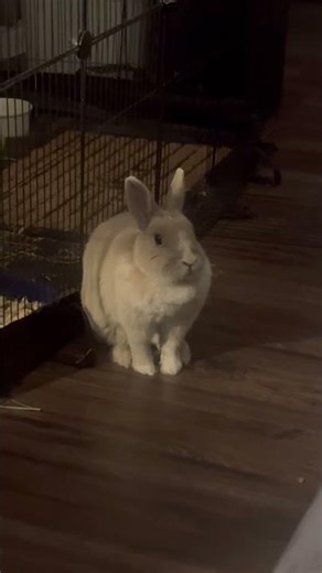 Bunny Standing on Two Legs 🐰✨ So Cute It’s Unreal!