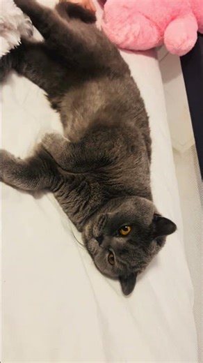 #likeandfollow #mycatmylove #kittyfashion #cats #happiness #cuteanimals #cat