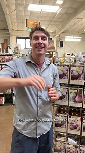 Garlic, garlic, and more garlic! 🧄🌱 Fall is the time to plant your garlic bulbs. Choose from our selection of hardneck and softneck varieties. Want to dive deeper into these culinary wonders? Check out the full video on YouTube: https://youtu.be/6AsC4fIgjG8?si=p8SrefqCgPTNknlP#GarlicSeason #FallPlanting #GardenTips | Green Acres Nursery & Supply