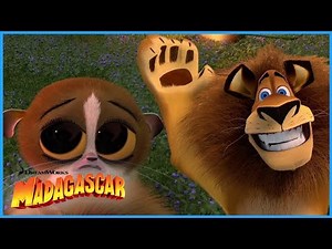 Mort's Most Adorable Moments!!🥺⭐ | DreamWorks Madagascar