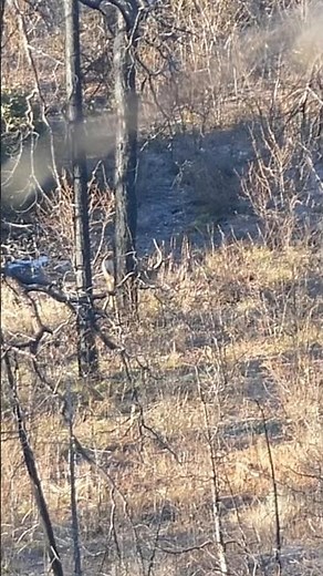 BIG Kaibab Bucks! #hunting #deerhunting #muledeerhunting