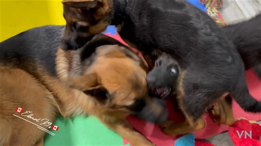 I get a lot of messages asking how to correct rough play or inappropriate play with other dogs and cats. It’s easier to show a proper correction rather than explain it and tonight I was able to capture a good correction with Lint as she was playing with Izzy. There was a brief verbal correction to Teddy but he stopped and just left Izzy without me needing to touch him. What made the correction to Lint so effective? It wasn’t the collar grab and the sit but rather the last two touches as she actu