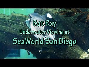 Bat Ray Underwater Viewing at SeaWorld, San Diego