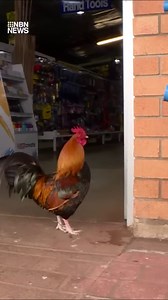 4K views · 15 reactions | GAV'S WEATHER: As the latest front moves east it will allow cold polar air to move in, so temperatures will fall significantly tonight. Yet another front is sweeping in across the South-West, delivering more rain in the west. Cold and windy with some showers set to skim the coastal fringe from the Central Coast to the Port Macquarie. | NBN Television | Facebook