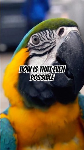 How Can Parrots Speak Like Humans?