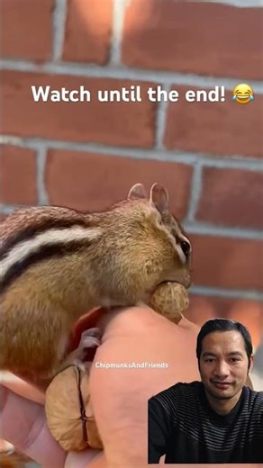 chipmunk swallowed whole pea
