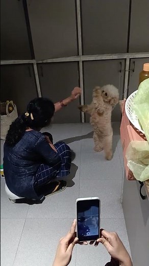 🐕🐕🐕🐕❤️❤️