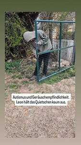 LEBEN MIT MEINEM AUTISTISCHEN SOHN: SCHRECKLICHE GERÄUSCHE Wegen seiner autismusbedingten Reizfilterstörung reagiert Leon sensibel auf die unterschiedlichsten Geräusche. In diesem Video hier hat er geholfen, einen Riegel an der Tür anzubringen. Dafür musste der Akte Riegel angeschraubt werden. Das quietschte ziemlich laut und war für Leons Ohren fast zu doll. Trotzdem hat er weiter gemacht,was ich ihm hoch anrechne. Autisten sind geräuschempfindlich, weil ihr Gehirn sensorische Reize intensiver 