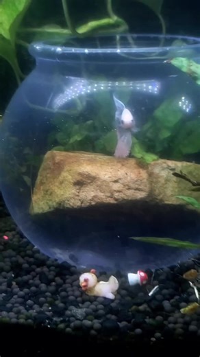 Understanding Betta Fish Care in Aquariums